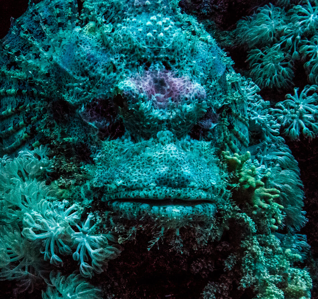 Scorpion Fish