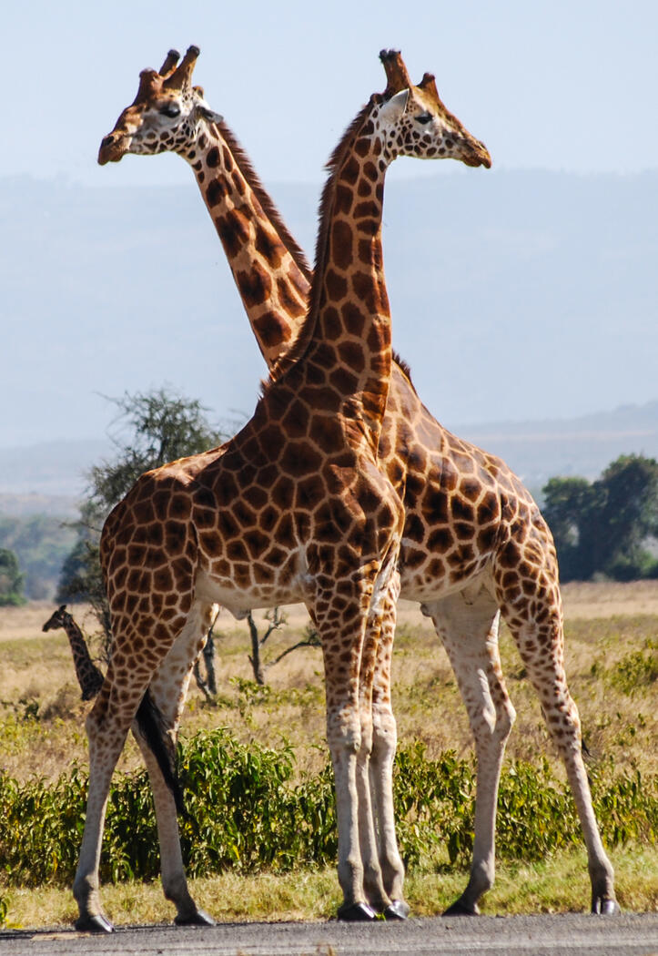 Symmetry in Nature