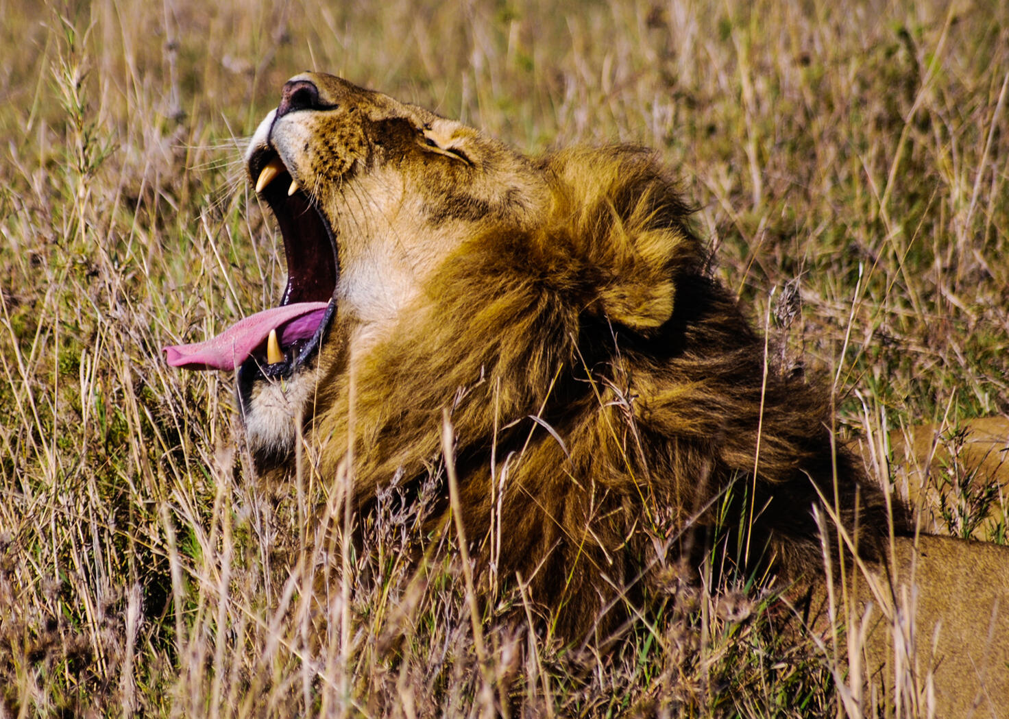 Roaring Lion